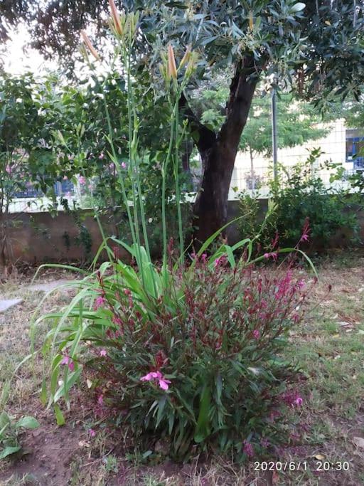 Ferienwohnung Anadora 2: Hospitable Stone House With Yard Alexandroupoli Exterior foto